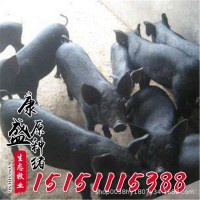 蘇太母豬批發蘇太黑豬 純種北京黑母豬 梅山母豬高產仔